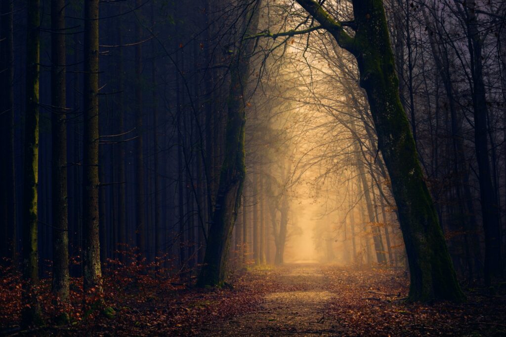 Trees Near Pathway